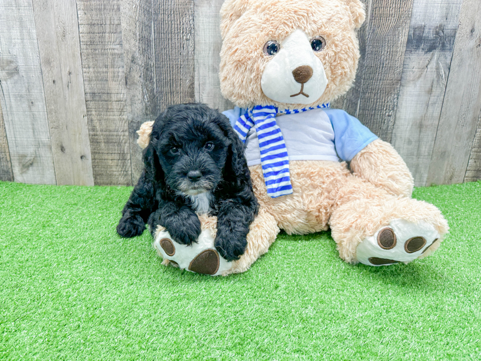 Popular Mini Sheepadoodle Poodle Mix Pup