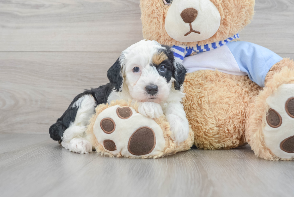 Mini Sheepadoodle Pup Being Cute