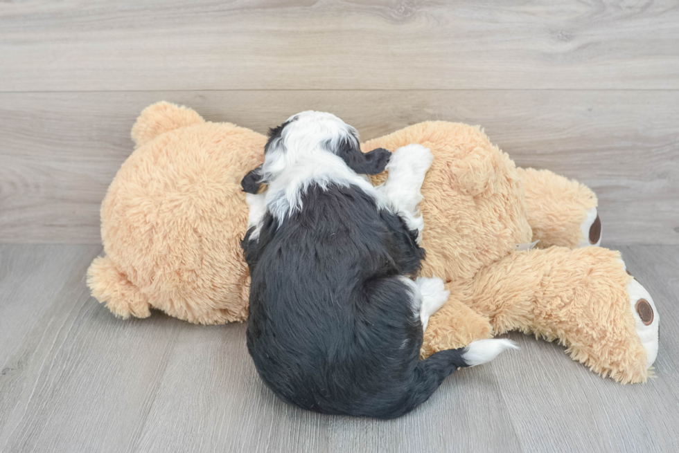 Playful Sheep Dog Poodle Mix Puppy