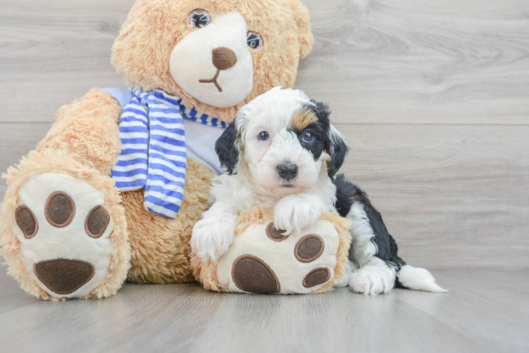 Mini Sheepadoodle Puppy for Adoption