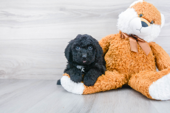 Smart Mini Sheepadoodle Poodle Mix Pup