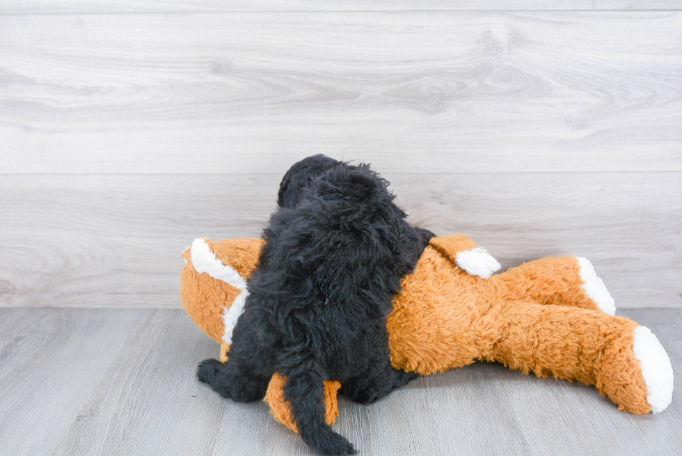 Mini Sheepadoodle Pup Being Cute