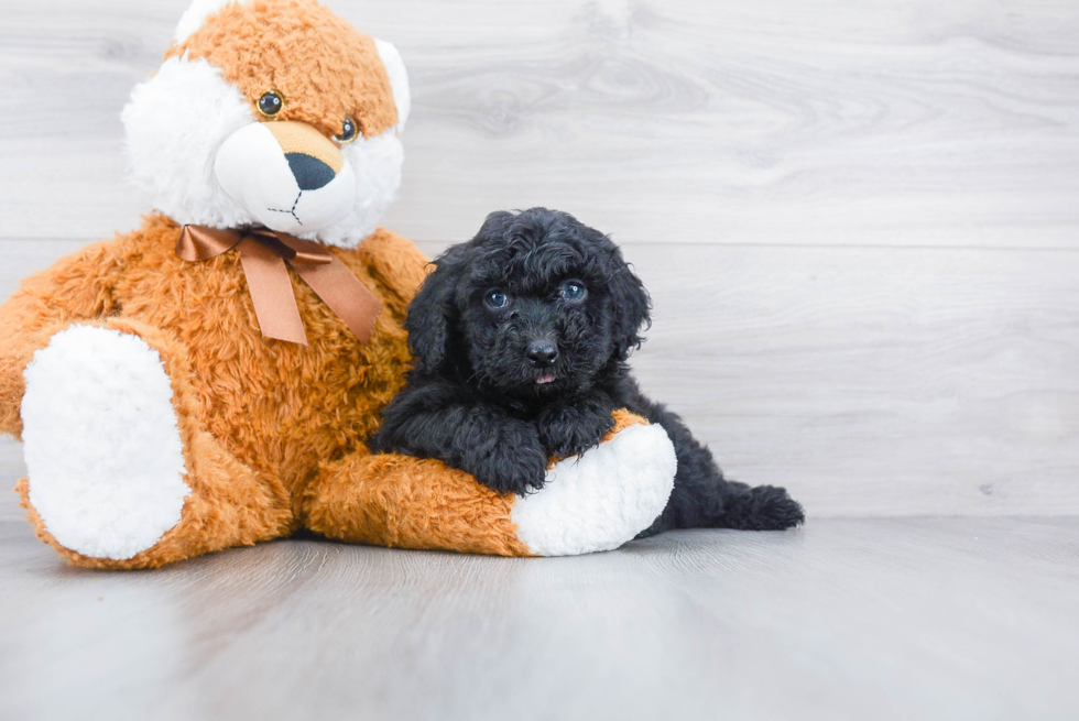 Mini Sheepadoodle Pup Being Cute