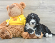 6 week old Mini Sheepadoodle Puppy For Sale - Premier Pups