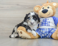 8 week old Mini Sheepadoodle Puppy For Sale - Premier Pups
