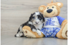 Mini Sheepadoodle Pup Being Cute