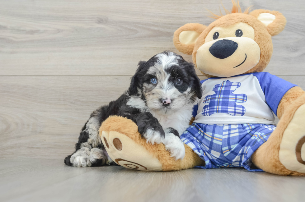 5 week old Mini Sheepadoodle Puppy For Sale - Premier Pups