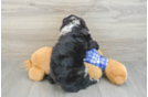 Mini Sheepadoodle Puppy for Adoption