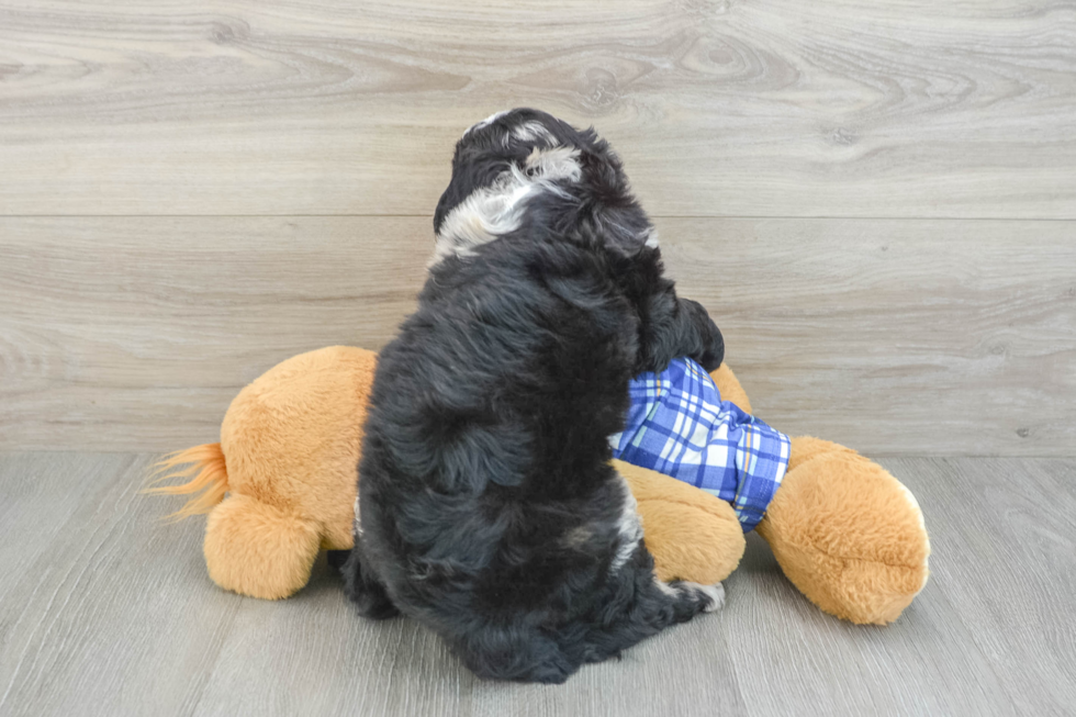 Mini Sheepadoodle Puppy for Adoption