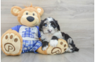 Mini Sheepadoodle Pup Being Cute