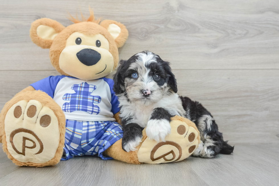 Mini Sheepadoodle Pup Being Cute