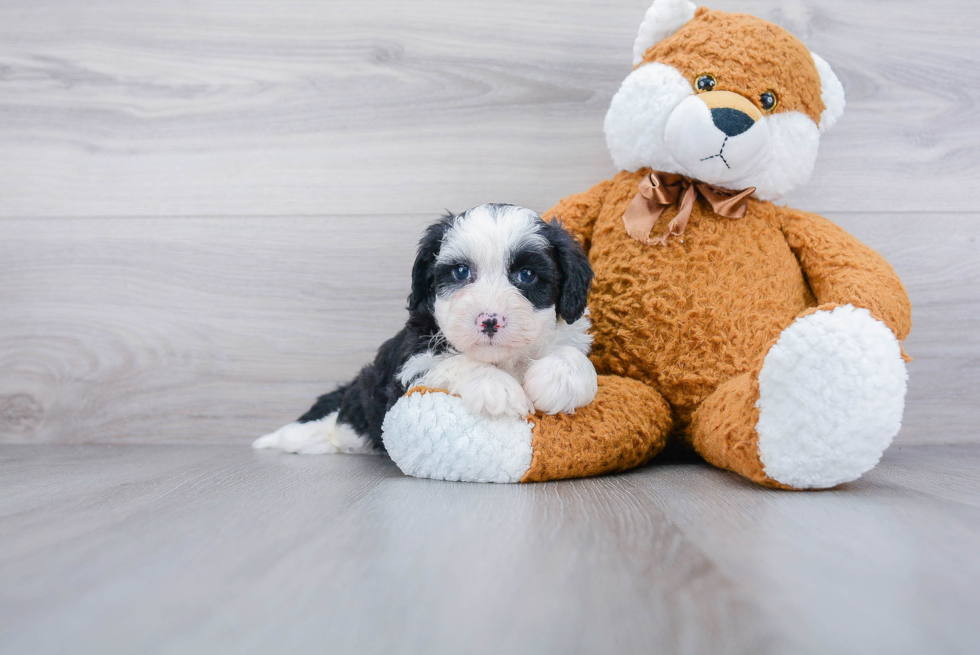 Mini Sheepadoodle Pup Being Cute