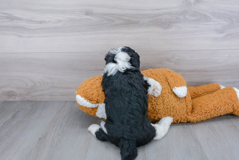 Fluffy Mini Sheepadoodle Poodle Mix Pup