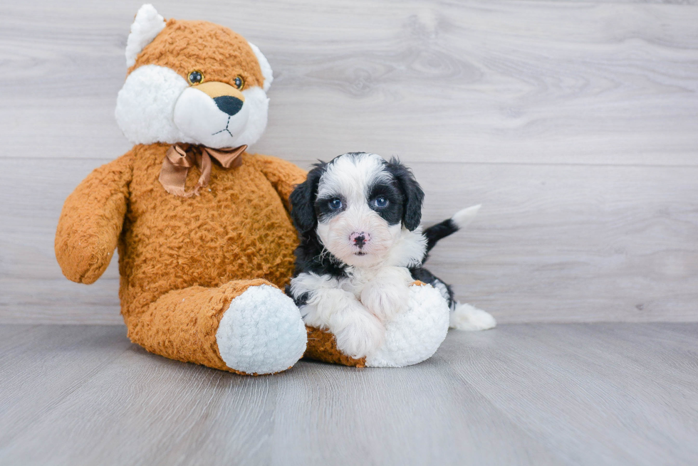 Mini Sheepadoodle Pup Being Cute