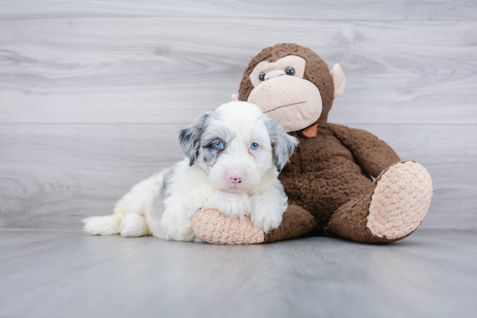 Mini Sheepadoodle Pup Being Cute