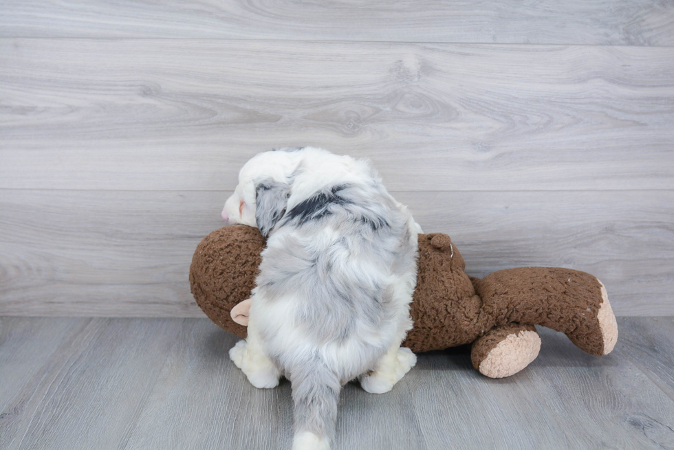 Best Mini Sheepadoodle Baby