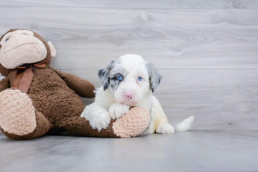 Popular Mini Sheepadoodle Poodle Mix Pup