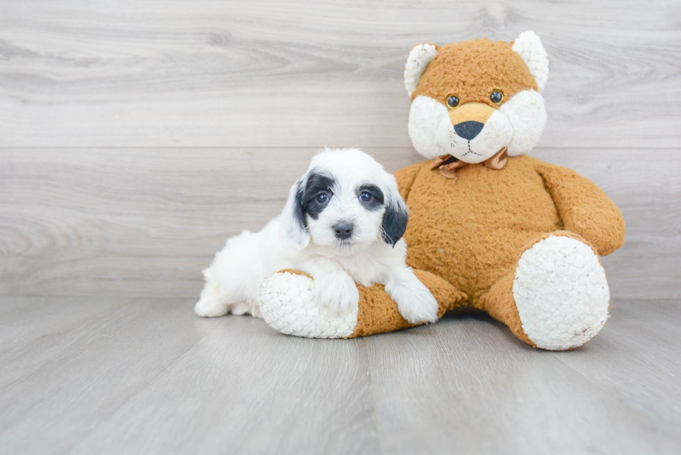 Mini Sheepadoodle Pup Being Cute