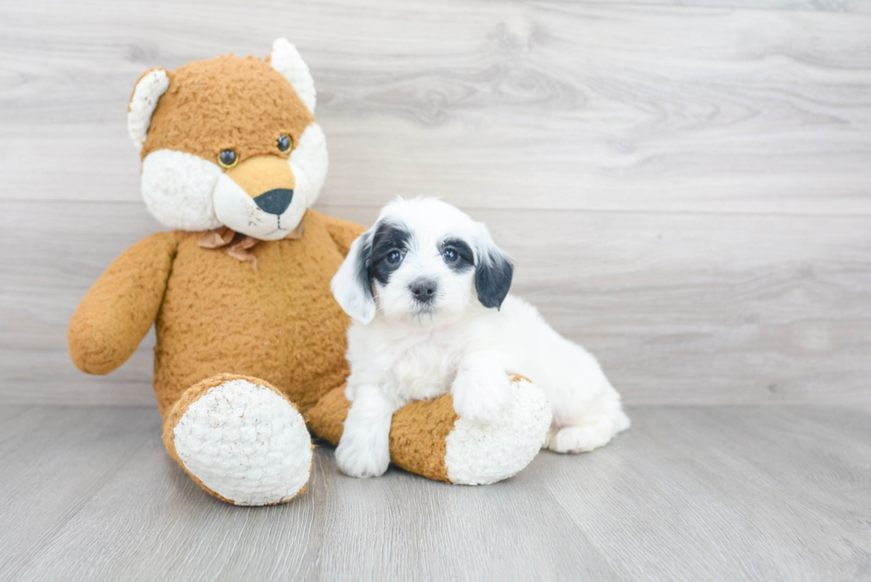 Sweet Mini Sheepadoodle Baby