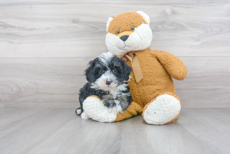 Mini Sheepadoodle Puppy for Adoption