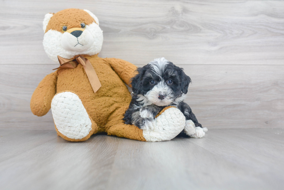 Friendly Mini Sheepadoodle Baby