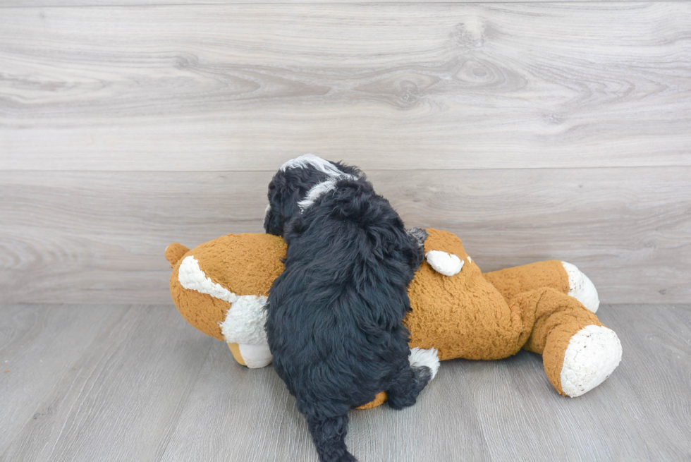 Mini Sheepadoodle Puppy for Adoption