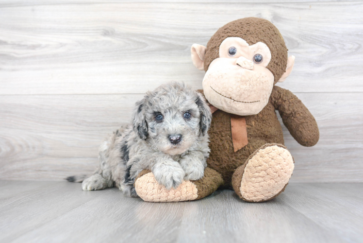 Mini Sheepadoodle Pup Being Cute