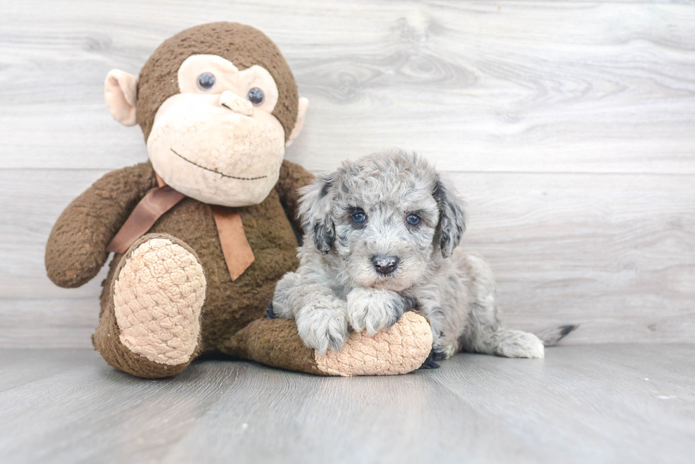 Little Sheep Dog Poodle Mix Puppy