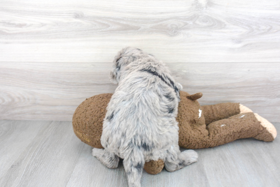 Little Sheep Dog Poodle Mix Puppy