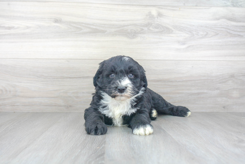 Small Mini Sheepadoodle Baby