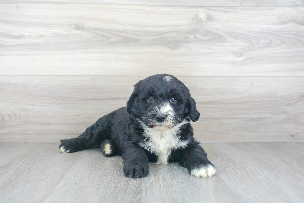 Happy Mini Sheepadoodle Baby