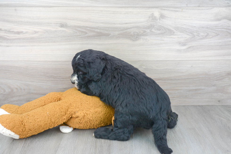 Mini Sheepadoodle Pup Being Cute