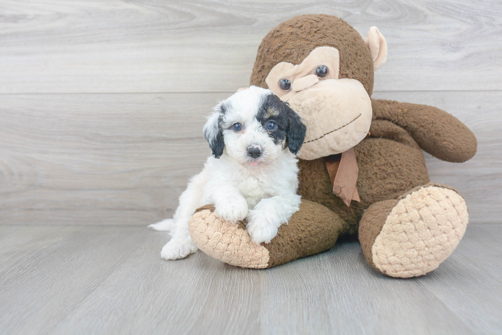 Mini Sheepadoodle Pup Being Cute