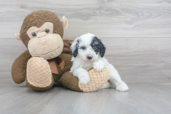 Little Sheep Dog Poodle Mix Puppy