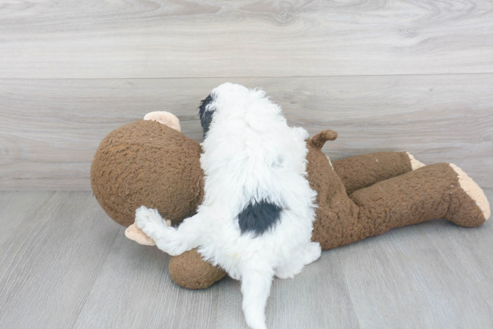 Mini Sheepadoodle Pup Being Cute