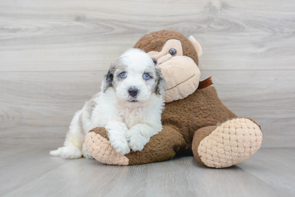 Smart Mini Sheepadoodle Poodle Mix Pup