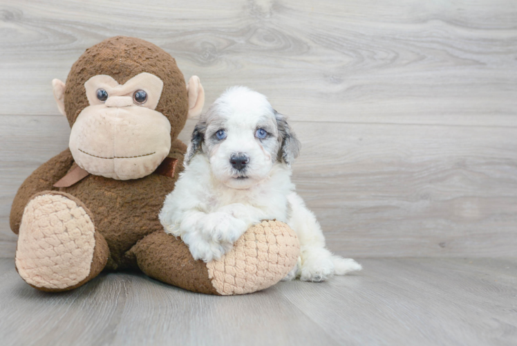 Funny Mini Sheepadoodle Poodle Mix Pup