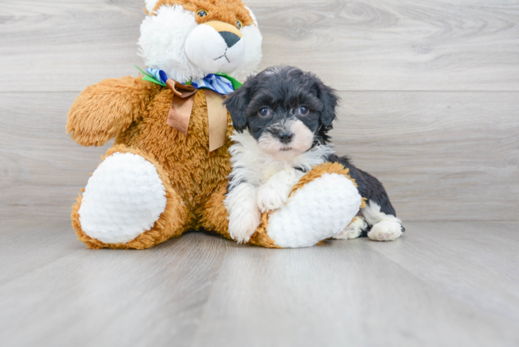 Mini Sheepadoodle Pup Being Cute