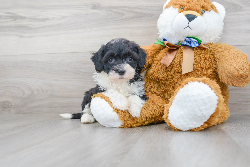 Happy Mini Sheepadoodle Baby