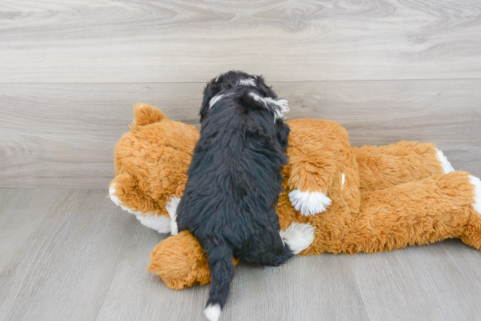 Best Mini Sheepadoodle Baby