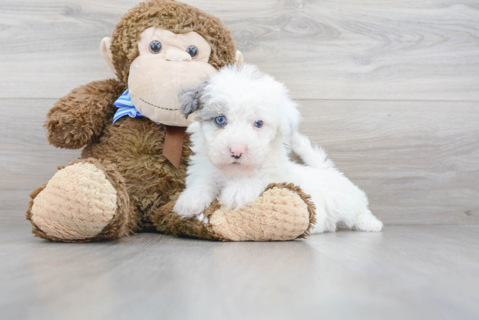 Playful Sheep Dog Poodle Mix Puppy