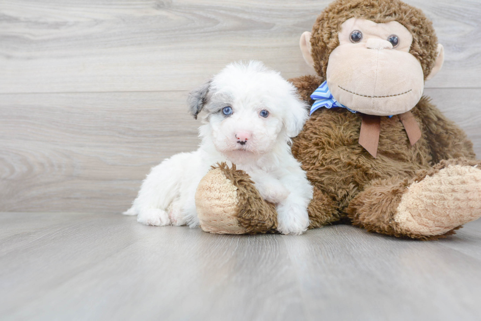 Mini Sheepadoodle Pup Being Cute