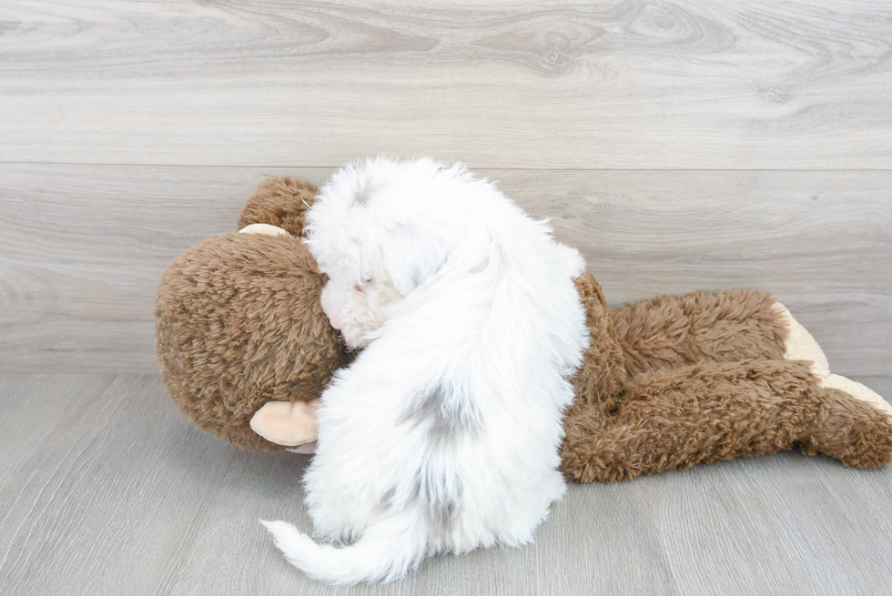 Small Mini Sheepadoodle Baby