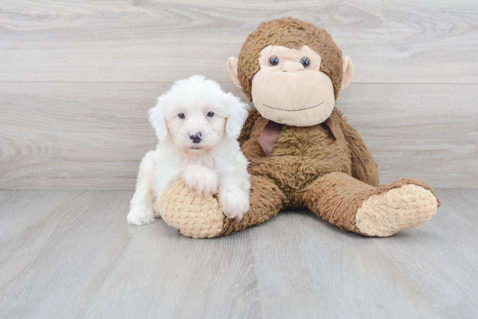 Mini Sheepadoodle Pup Being Cute