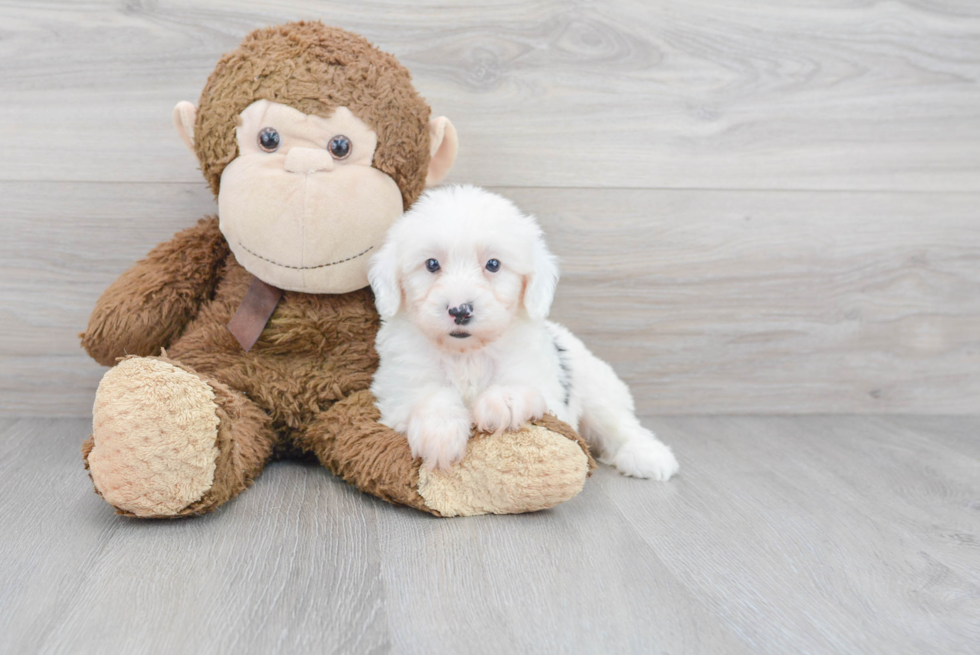 Best Mini Sheepadoodle Baby