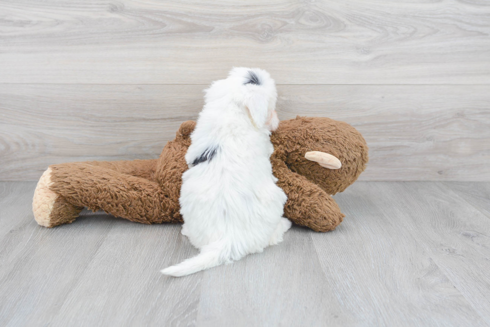 Small Mini Sheepadoodle Baby