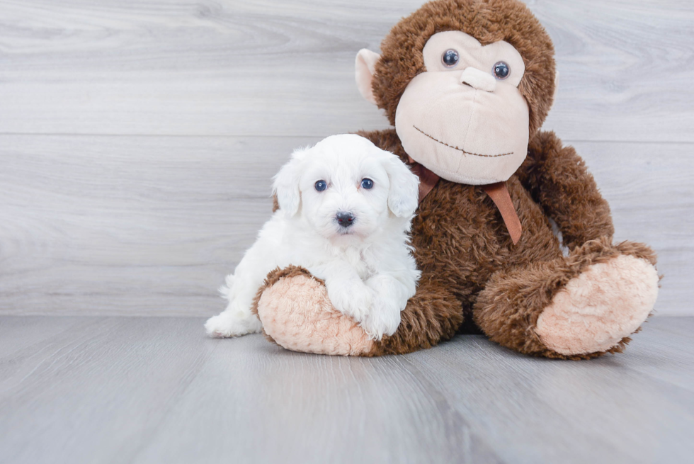 Best Mini Sheepadoodle Baby