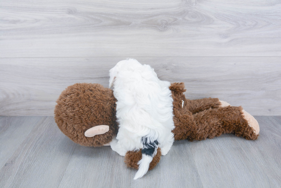 Mini Sheepadoodle Puppy for Adoption