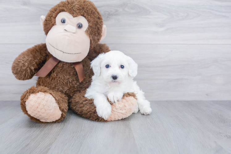 Mini Sheepadoodle Pup Being Cute