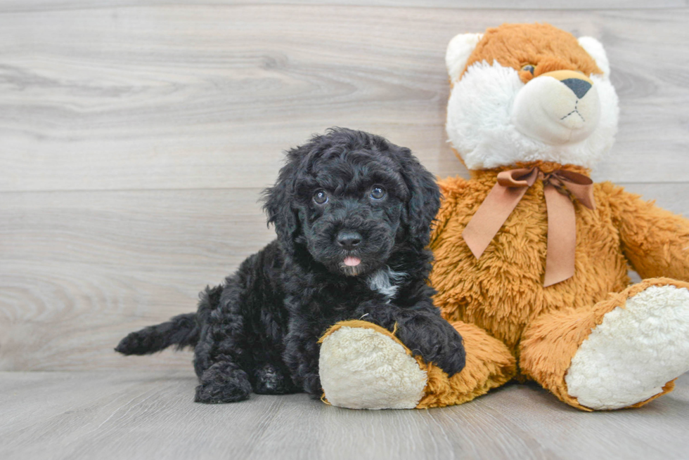 Popular Mini Sheepadoodle Poodle Mix Pup